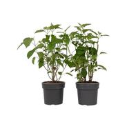 Plant in a Box - Ortensia hydrangea arborescens 'Strong Annabelle' - Set di 2 - Arbusto Deciduo Forte e Resistente all'Inverno - Vaso 19cm - Altezza 30-40cm
