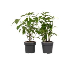 Plant in a Box - Ortensia hydrangea arborescens 'Strong Annabelle' - Set di 2 - Arbusto Deciduo Forte e Resistente all'Inverno - Vaso 19cm - Altezza 30-40cm