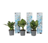 Plant in a Box - Ortensia hydrangea bicolor 'Bavaria' Blue - Set di 3 - Ortensia hydrangea bicolore - Vaso 9cm - Altezza 25-40cm