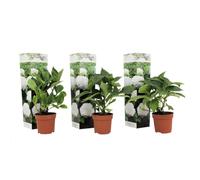 Plant in a Box - Ortensia hydrangea macrophylla Bianco - Set di 3 - Rosa d'ortensia - Vaso 9cm - Altezza 25-40cm