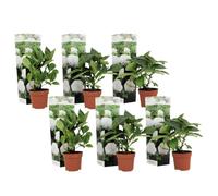 Plant in a Box - Ortensia hydrangea macrophylla Bianco - Set di 6 - Rosa d'ortensia - Vaso 9cm - Altezza 25-40cm