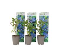 Plant in a Box - Ortensia hydrangea macrophylla Blu - Set di 3 - Rosa d'ortensia - Vaso 9cm - Altezza 25-40cm