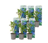 Plant in a Box - Ortensia hydrangea macrophylla Blu - Set di 6 - Rosa d'ortensia - Vaso 9cm - Altezza 25-40cm
