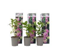 Plant in a Box - Ortensia hydrangea macrophylla Rosa - Set di 3- Rosa d'ortensia - Vaso 9cm - Altezza 25-40cm