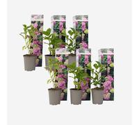 Plant in a Box - Ortensia hydrangea macrophylla Rosa - Set di 6 - Rosa d'ortensia - Vaso 9cm - Altezza 25-40cm