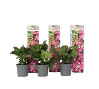 Plant in a Box - Ortensia hydrangea macrophylla Teller - Set di 3 - Rosa - ⌀9cm - Altezza 25-40cm