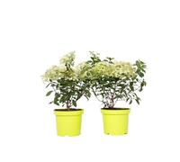 Plant in a Box - Ortensia hydrangea paniculata 'Bobo' - Set di 2 - Ortensia - Arbusto Resistente - Pianta da giardino - Vaso 19cm - Altezza 25-40cm
