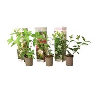 Plant in a Box - Ortensia hydrangea paniculata Mix x24 - Ortensia hydrangea Paniculata 'Pink Lady', 'Phantom', 'Silver Dollar' - Perfetta per il giardino! - Vaso 9cm - Altezza 25-35cm