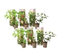 Plant in a Box - Ortensia hydrangea paniculata Mix x6 - Ortensia hydrangea Paniculata 'Pink Lady', 'Phantom', 'Silver Dollar' - Perfetta per il giardino! - Vaso 9cm - Altezza 25-35cm