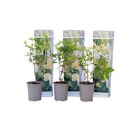 Plant in a Box - Ortensia hydrangea paniculata 'Phantom'- Ortensia Plume - Set di 3 - Perfetta per il giardino! - Vaso 9cm - Altezza 25-40cm