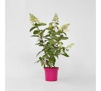 Plant in a Box - Ortensia hydrangea paniculata 'Pinky Winky' - Ortensia - Pianta rustica - Arbusto - Pianta da giardino - Vaso 19cm - Altezza 25-40cm