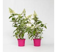 Plant in a Box - Ortensia hydrangea paniculata 'Pinky Winky' - Set di 2 - Ortensia - Pianta rustica - Arbusto - Pianta da giardino - Vaso 19cm - Altezza 25-40cm