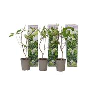Plant in a Box - Ortensia hydrangea paniculata 'Silver Dollar'- Ortensia Plume - Set di 3 - Perfetta per il giardino! - Vaso 9cm - Altezza 25-40cm