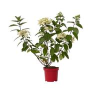 Plant in a Box - Ortensia hydrangea paniculata Wim's Red - Resistente all'Inverno - Arbusto - Pianta da Giardino - Vaso 19cm - Altezza 25-40cm