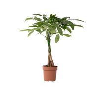 Plant in a Box - Pachira aquatica - Alberi del denaro - Vaso 17cm - Altezza 60-70cm - Piante d'appartamento