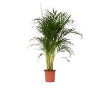 Plant in a Box - Palma Areca - Dypsis lutescens - Altezza 100-120cm - Vaso 21cm - Pianta d’Oro Tropicale da Interno - Purifica l’Aria e Decora la Casa - Facile da Curare