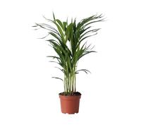 Plant in a Box - Palma Areca - Dypsis lutescens - Altezza 60-70cm - Vaso 17cm - Pianta d’Oro Tropicale da Interno - Purifica l’Aria e Decora la Casa - Facile da Curare