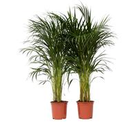 Plant in a Box - Palma Areca - Set di 2 - Dypsis lutescens - Altezza 100-120cm - Vaso 21cm - Pianta d’Oro Tropicale da Interno - Purifica l’Aria e Decora la Casa - Facile da Curare