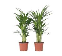 Plant in a Box - Palma Areca - Set di 2 - Dypsis lutescens - Altezza 60-70cm - Vaso 17cm - Pianta d’Oro Tropicale da Interno - Purifica l’Aria e Decora la Casa - Facile da Curare