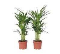 Plant in a Box - Palma Areca - Set di 4 - Dypsis lutescens - Altezza 60-70cm - Vaso 17cm - Pianta d’Oro Tropicale da Interno - Purifica l’Aria e Decora la Casa - Facile da Curare