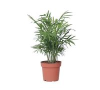 Plant in a Box - Palma della fortuna - Chamaedorea elegans - Altezza 30-40cm - Pot 12cm - Pianta da interno - Verde