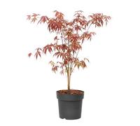 Plant in a Box - Palmatum 'Atropurpureum' - Ao giapponese - Vaso 19cm - Altezza 60-70cm