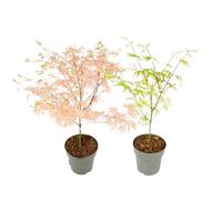 Plant in a Box - Palmatum Ukigumo & Taylor - Set di 2 - Ao giapponese - ø15cm - Altezza 35-55cm