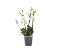 Plant in a Box - Phalaenopsis Multiflora - Orchidea Bianco - Pianta da appartamento fiorita - Adatta ai gatti - Vaso 12cm - Altezza 35-45cm