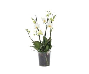 Plant in a Box - Phalaenopsis Multiflora - Orchidea Bianco - Pianta da appartamento fiorita - Adatta ai gatti - Vaso 12cm - Altezza 35-45cm