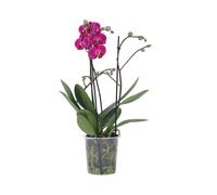 Plant in a Box - Phalaenopsis Multiflora - Orchidea Viola - Pianta da appartamento fiorita - Adatta ai gatti - Vaso 12cm - Altezza 35-45cm