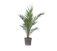 Plant in a Box - Phoenix Canariensis - Palma da dattero delle Canarie - XL - Vaso 19cm - Altezza 80-100cm