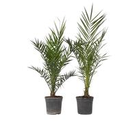 Plant in a Box - Phoenix Canariensis - Set di 2 - Palma da dattero delle Canarie - XL - Vaso 19cm - Altezza 80-100cm