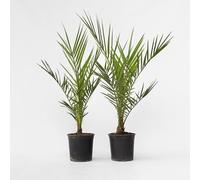 Plant in a Box - Phoenix Canariensis - Set di 2 - Palma Dadel delle Canarie - Vaso 15cm - Altezza 50-60cm