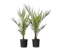 Plant in a Box - Phoenix Canariensis - Set di 2 - Palma Dadel delle Canarie - Vaso 15cm - Altezza 50-60cm