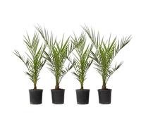 Plant in a Box - Phoenix Canariensis - Set di 4 - Palma Dadel delle Canarie - Vaso 15cm - Altezza 50-60cm