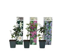 Plant in a Box - Pianta da giardino - Resistente - Set di 3 Passiflora rampicanti - Vaso 9cm - Altezza 25-40cm