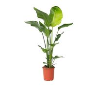 Plant in a Box - Pianta dell’Uccello del Paradiso - Strelitzia nicolai - Altezza 90-110cm - Vaso 21cm - Pianta d’appartamento tropicale - Foglie grandi e decorative