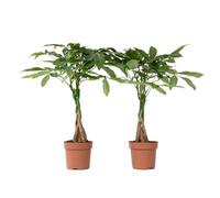 Plant in a Box - Pianta della Fortuna - Set di 2 - Pachira aquatica - Altezza 60-70cm - Vaso 17cm - Albero dei soldi tropicale - Pianta da interno elegante e purificatrice d’aria
