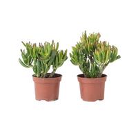Plant in a Box - Pianta di Giada - Set 2 - Crassula ovata 'Hobbit' - Alt. 10-20cm - Vaso 12cm - Da interno - Succulenta - Verde