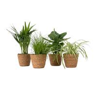 Plant in a Box - Piante da interno adatte agli animali - Set di 4 con cestini decorativi - Altezza 25-40cm - Vaso 12cm - Piante verdi non tossiche e purificanti