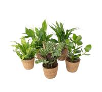 Plant in a Box - Piante da interno purificatrici d’aria - Set di 5 - Con cesta intrecciata a mano - Altezza 25-40cm - ⌀12cm