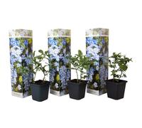 Plant in a Box - Plumbago auriculata - Set di 3 - 'Gelsomino azzurro' - Piombaggine - Vaso 9cm - Altezza 25-40cm