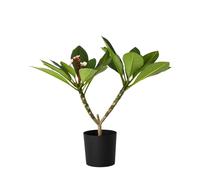 Plant in a Box - Plumeria Frangipani Viola - Hawaii - Pianta d'appartamento tropicale - Fiori fortemente profumati - Vaso 17cm - Altezza 55-70cm