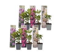 Plant in a Box - Rododendro - 6 Mix - Rododendron - Vaso 9cm - Altezza 25-40cm