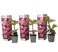 Plant in a Box - Rododendro 'Elegans Pink' - Rosa - Set di 3 - Rhododendron - Vaso 9cm - Altezza 25-40cm
