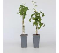 Plant in a Box - Rubus idaeus 'Malling Promise' - Set di 2 - Lampone - Piante da frutto - Arbusto - ⌀15 cm - Altezza 50-60 cm