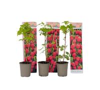 Plant in a Box - Rubus ideaus 'Autumn Bliss' - Lampone - Piante da frutto - resistenti - Set di 3 - Vaso 9cm - Altezza 25-40cm
