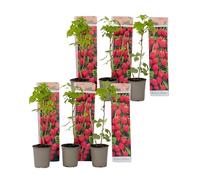 Plant in a Box - Rubus ideaus 'Autumn Bliss' - Lampone - Piante da frutto - resistenti - Set di 6 - Vaso 9cm - Altezza 25-40cm