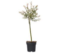 Plant in a Box - Salice variegato - Salix integra 'Flamingo' - Altezza 60-80cm - Vaso 17cm - Pianta da giardino - Resistente al gelo