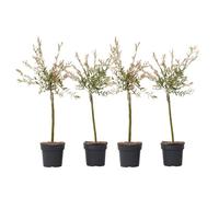 Plant in a Box - Salix integra Flamingo - Set di 4 - Pianta da giardino - Salice bianco - Perenne - Vaso 17cm - Altezza 60-80cm
